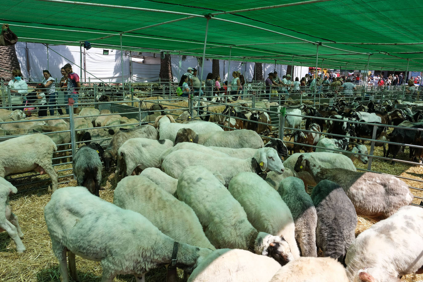 Fotos: Feria de Ganado en Gran Canaria