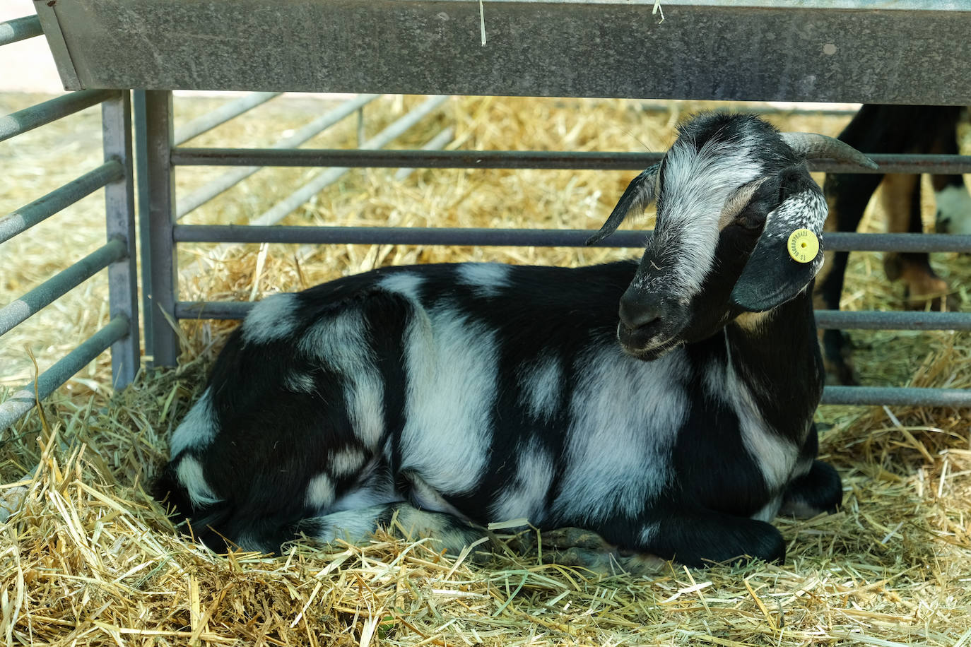Fotos: Feria de Ganado en Gran Canaria