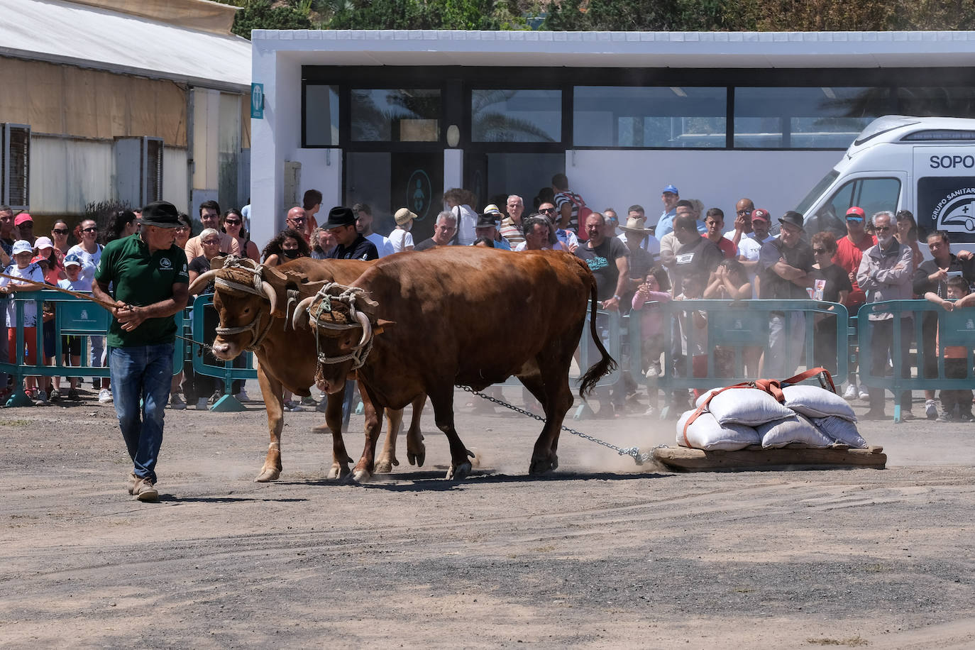 Fotos: Feria de Ganado en Gran Canaria
