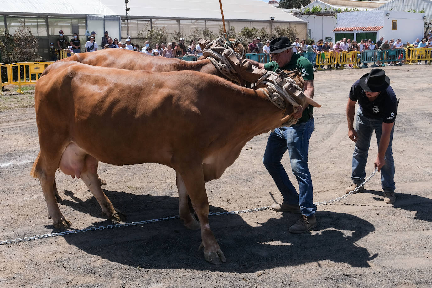 Fotos: Feria de Ganado en Gran Canaria