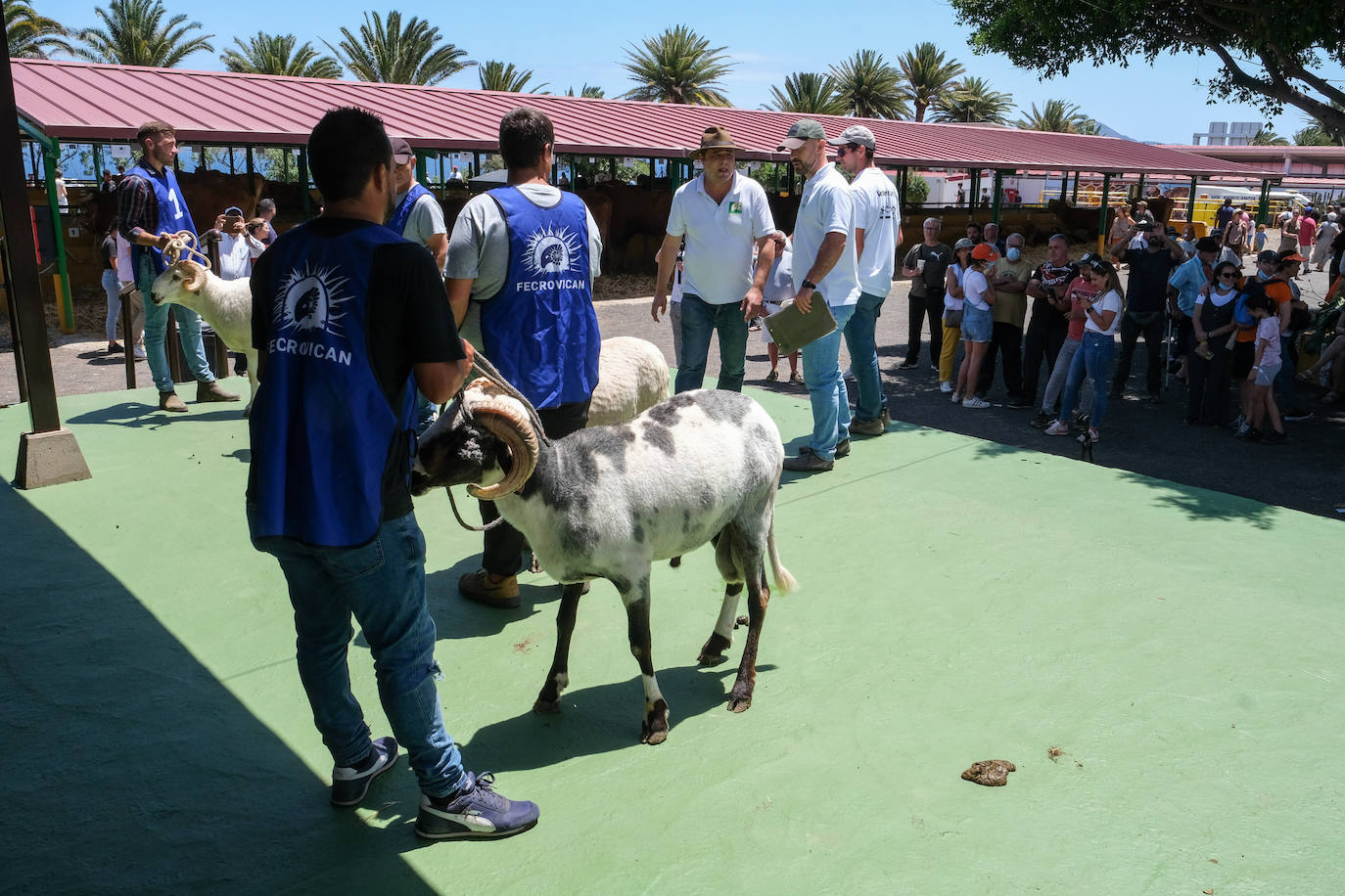Fotos: Feria de Ganado en Gran Canaria