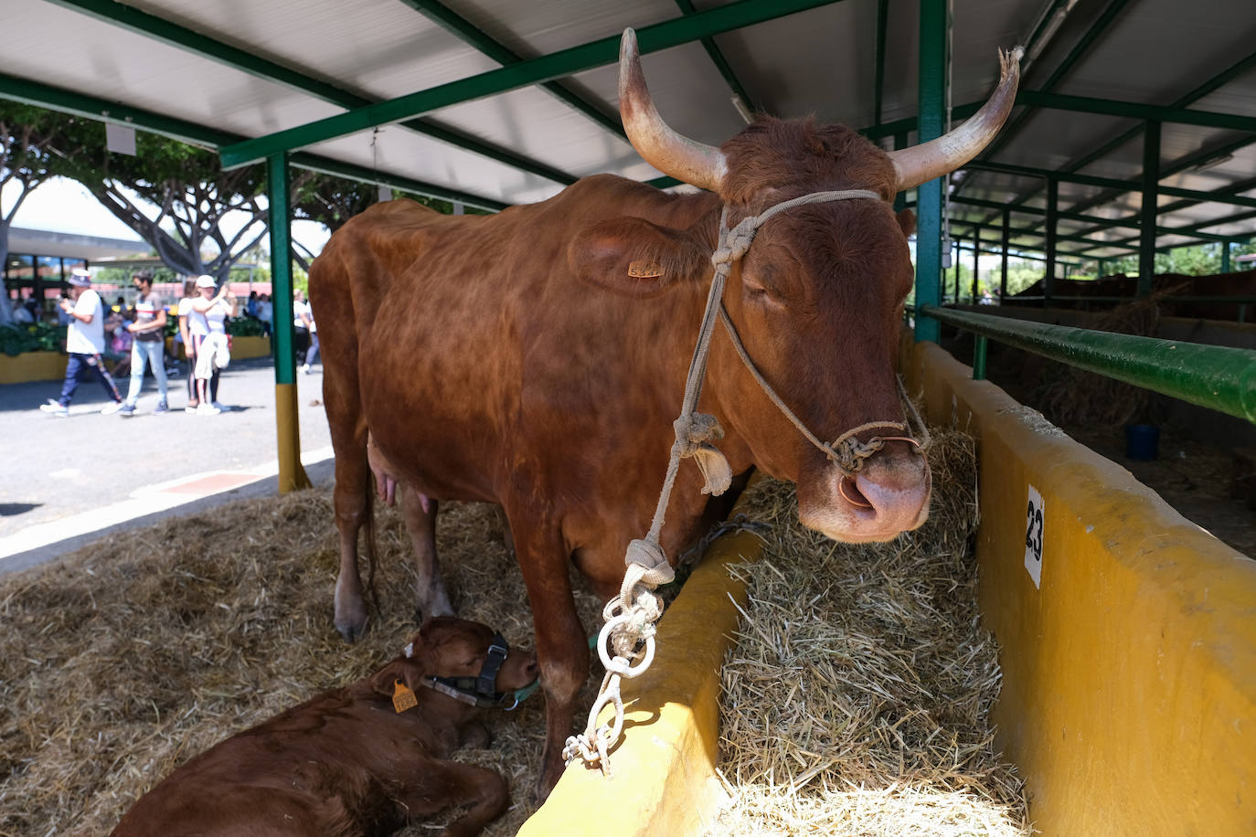 Fotos: Feria de Ganado en Gran Canaria