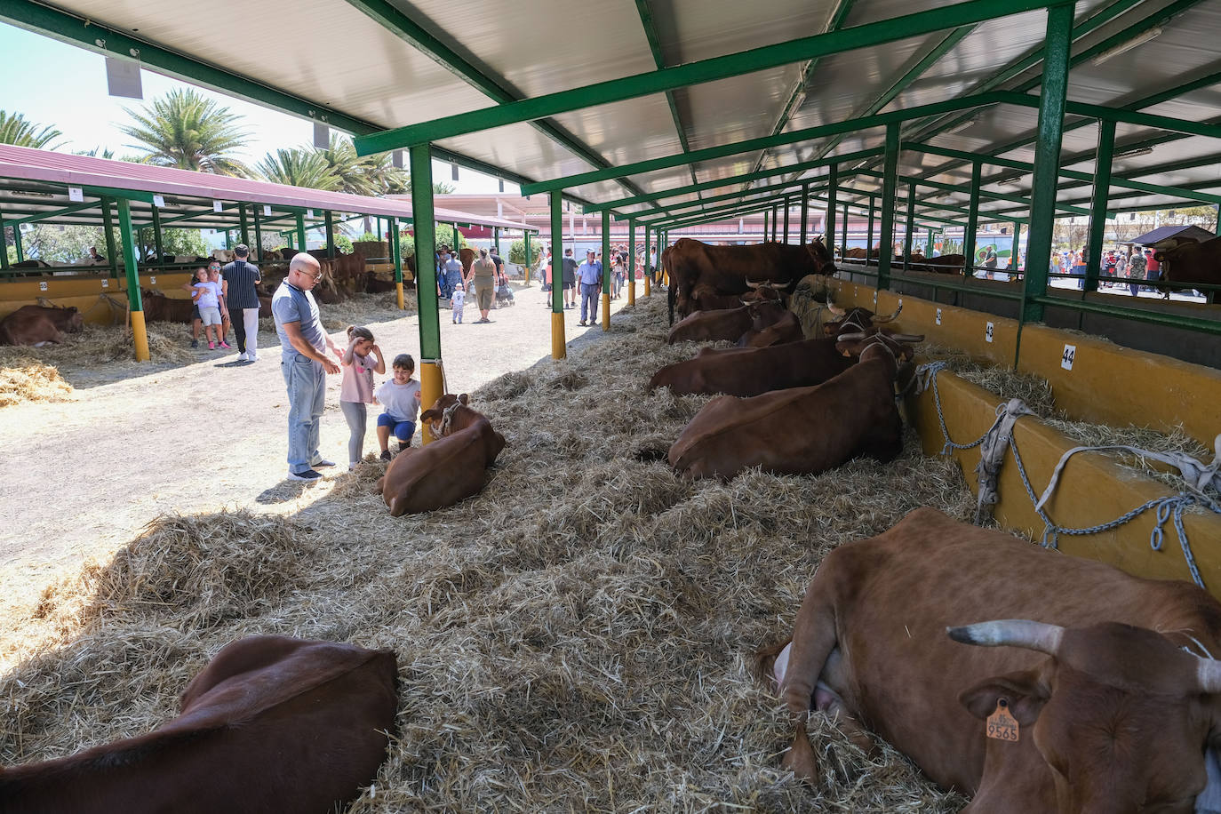 Fotos: Feria de Ganado en Gran Canaria