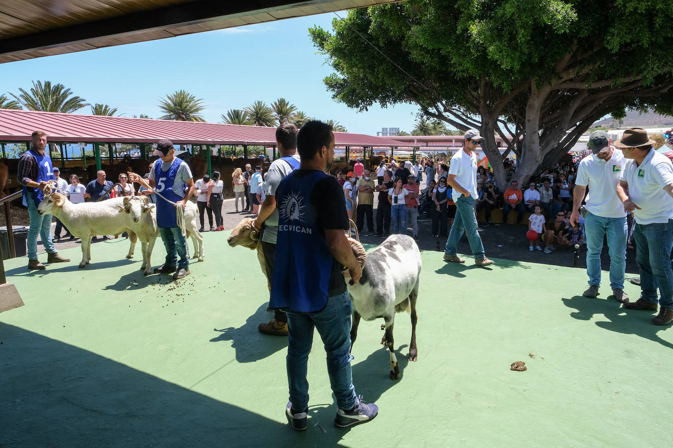 Fotos: Feria de Ganado en Gran Canaria