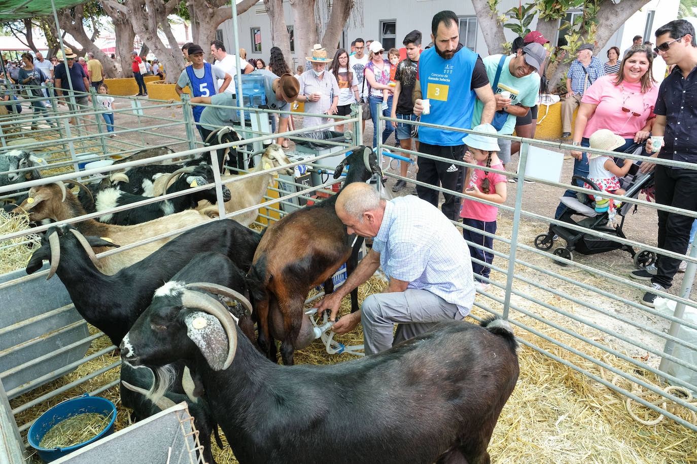 Fotos: Feria de Ganado en Gran Canaria