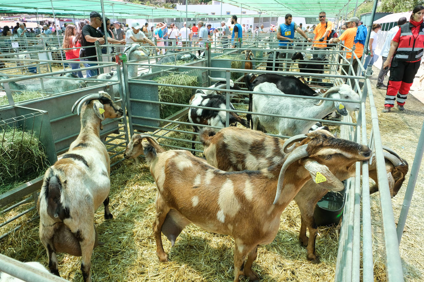 Fotos: Feria de Ganado en Gran Canaria