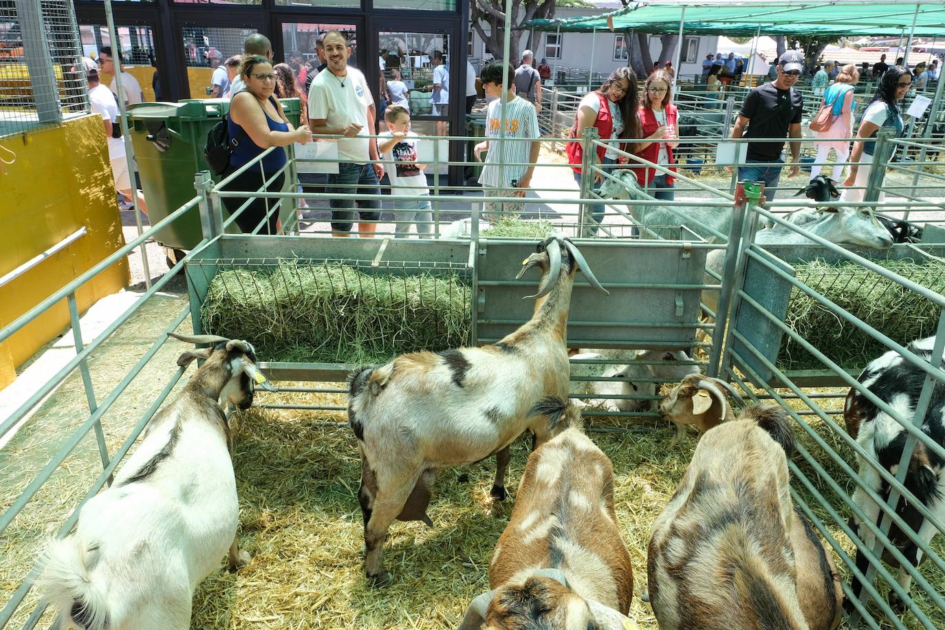 Fotos: Feria de Ganado en Gran Canaria