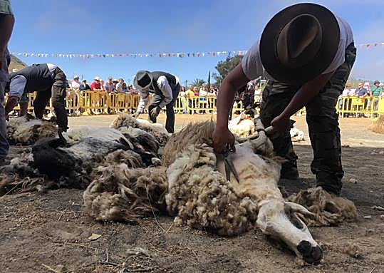 Imagen principal - La trasquila es el acto estrella de la Fiesta de la Lana. En las imágenes, representantes de Surco y Arado, y dos momentos de la trasquila, a mano y a máquina. 