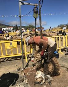 Imagen secundaria 2 - La trasquila es el acto estrella de la Fiesta de la Lana. En las imágenes, representantes de Surco y Arado, y dos momentos de la trasquila, a mano y a máquina. 
