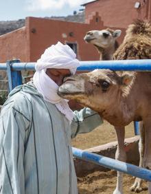 Imagen secundaria 2 - Distintos momentos del tránsito de los camellos por el espacio. En una de las fotos, uno de los cuidadores acaricia a uno de los ejemplares que están en la granja. 