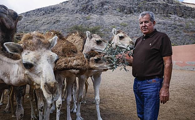 Francisco Jiménez, socio de la empresa que gestiona el Camello Safari Dunas, tiene la mayor parte de su ganado en una finca situada lejos de las dunas. 