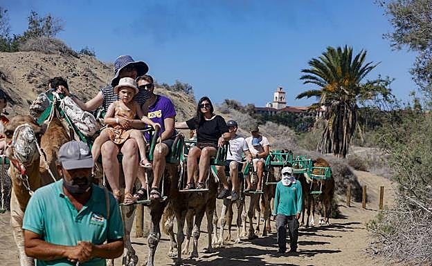 Imagen principal - Distintos momentos del tránsito de los camellos por el espacio. En una de las fotos, uno de los cuidadores acaricia a uno de los ejemplares que están en la granja. 