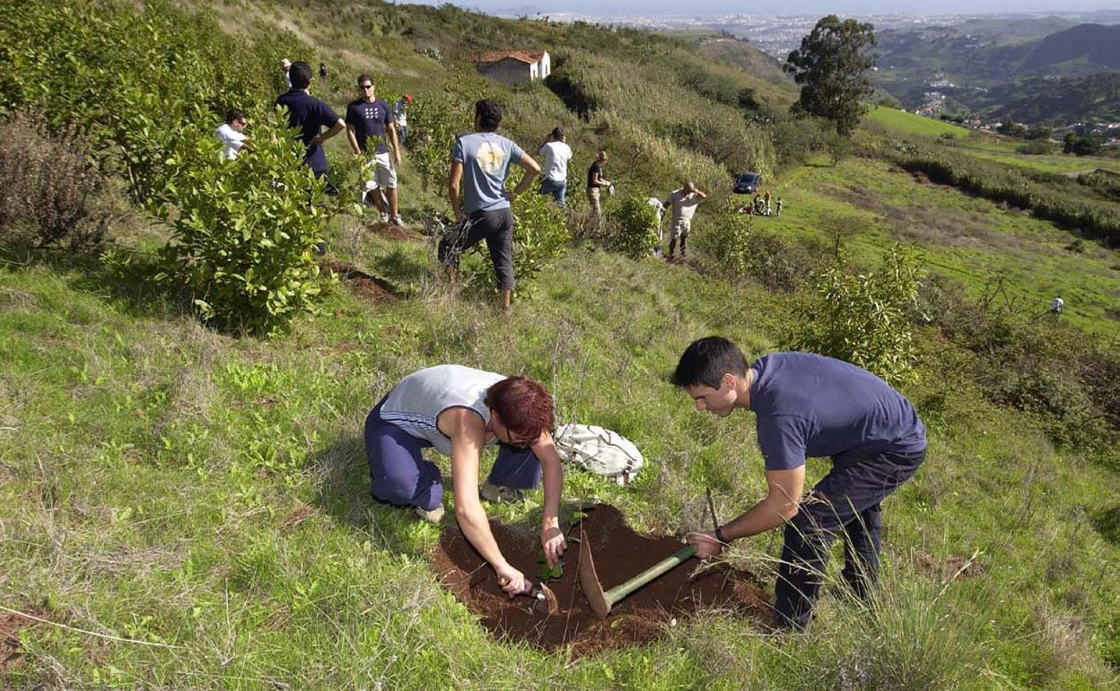 La reforestación es una de las actividades que más apoyo recibe de empresas y particulares. 
