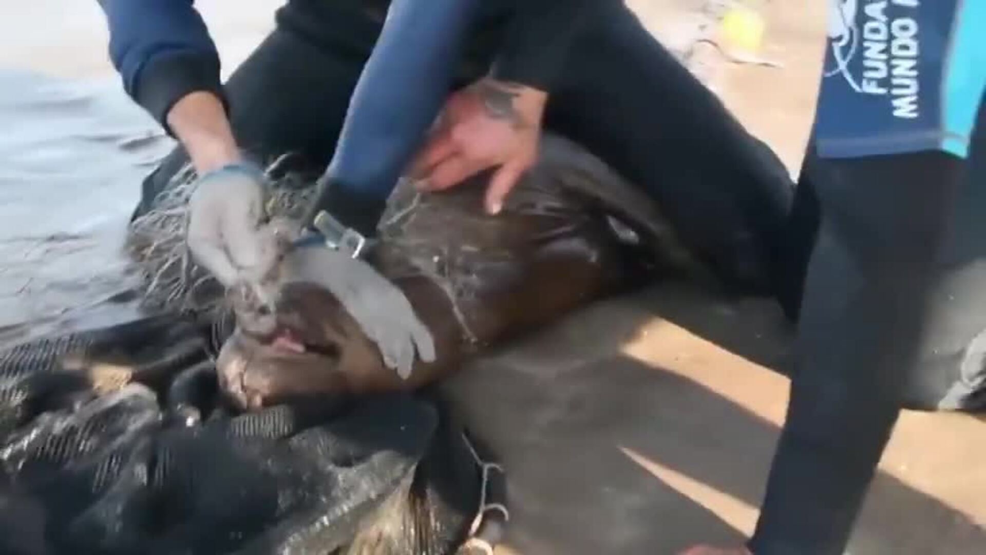 Las redes de pesca y la contaminación humana en el mar afecta gravemente a los lobos marinos en Argentina