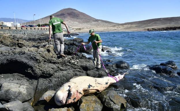 Aparece un cetáceo varado de más de tres metros en la costa de Arinaga