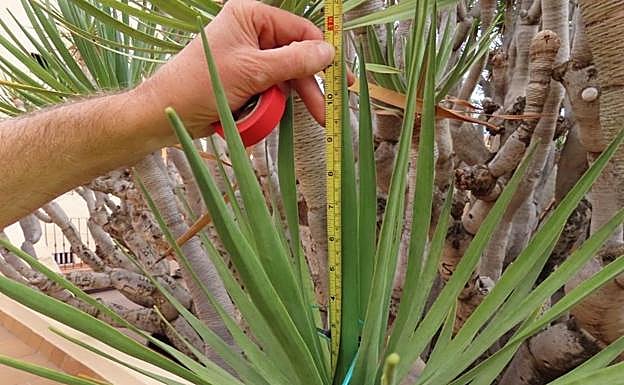 Se mide el crecimiento del drago de Gáldar y se monitorizan los datos. 