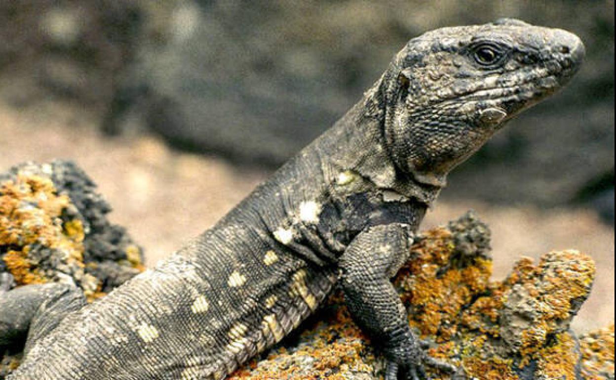 Imagen de archivo de un ejemplar del lagarto gigante de El Hierro. 