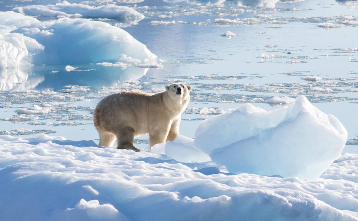 Un oso polar del sureste de Groenlandia sobre un glaciar, o hielo de agua dulce, a 61 grados norte en septiembre de 2016.