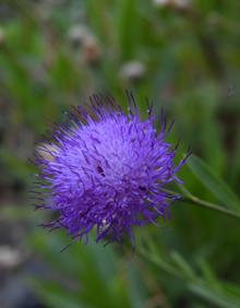 Imagen secundaria 2 - Reúne parte de la riqueza botánica del archipiélago.