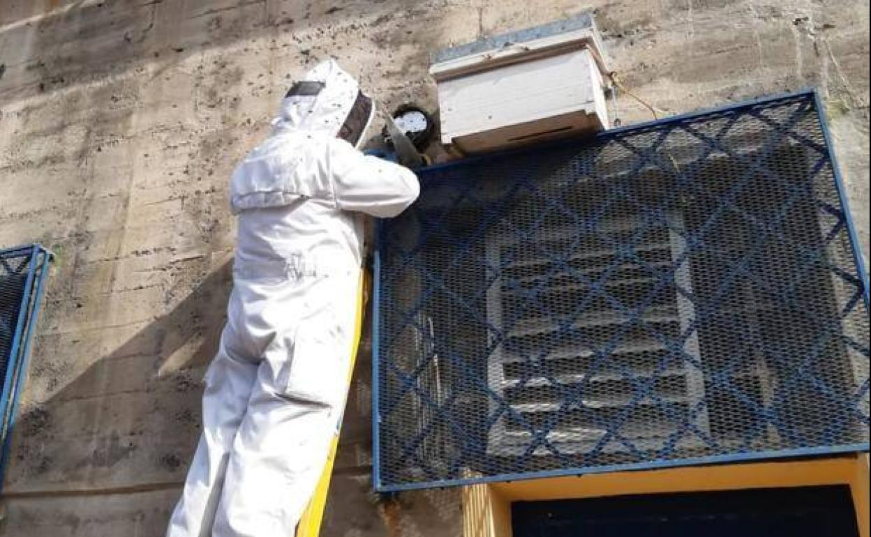 Marrero durante el proceso de colocación de la caja y el embudo para tratar de capturar sanas a las abejas.