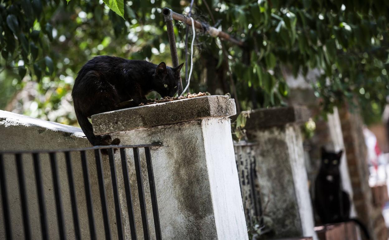 Un gato callejero, miembro de una colonia que habita en una casa abandonada, en Madrid.