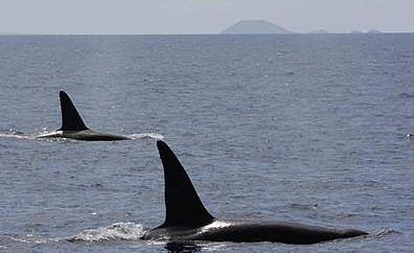 La próxima extinción masiva podría hacer desaparecer hasta el 95 % de especies