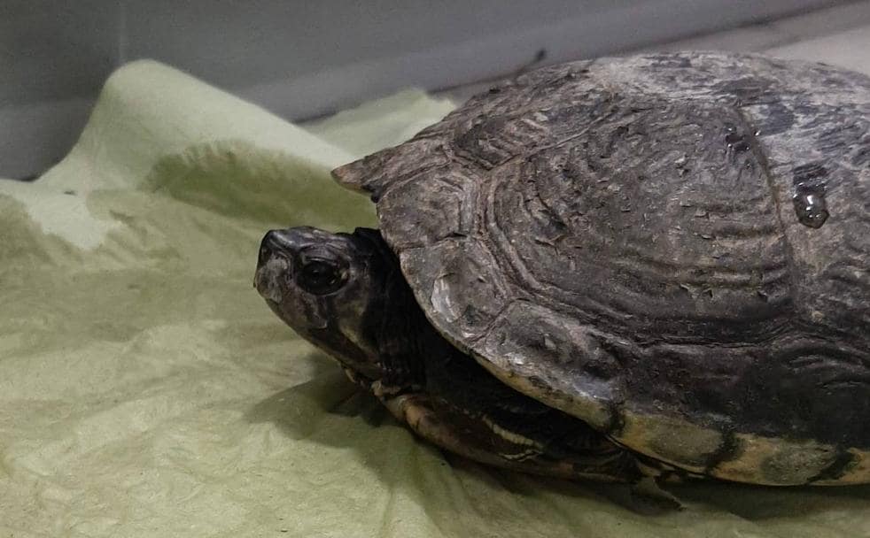 Detalle de la tortuga que fue recuperada en la línea 12 de Guaguas Municipales. 