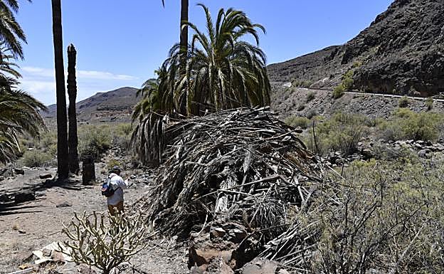 Pila de hojas de palma tras la limpieza del palmeral de La Angostura. 