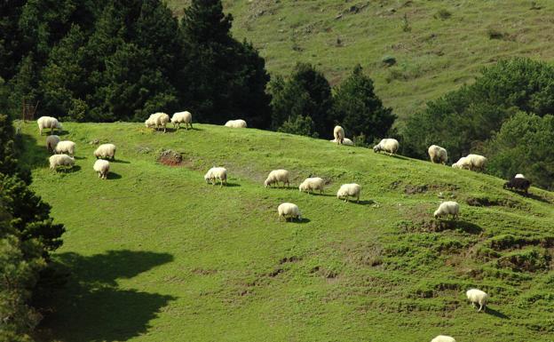 Un grupo de ovejas despejando de vegetación una ladera de los montes de Gran Canaria. 