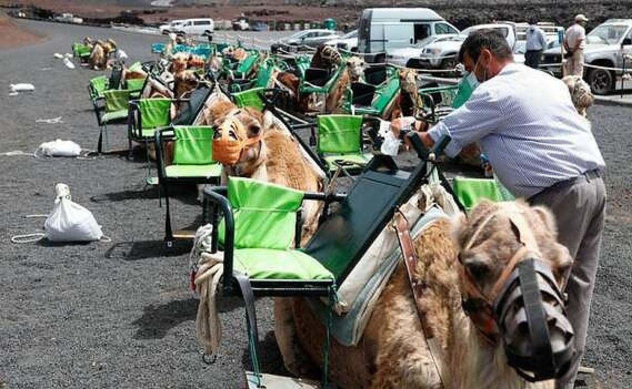 Jorobados listos para pasear por Timanfaya. 