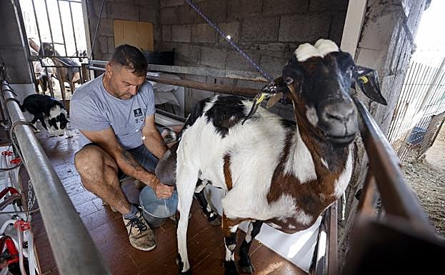 José Manuel Santana ordeña a mano a Pipana, oro en rendimiento lácteo en Gran Canaria. 