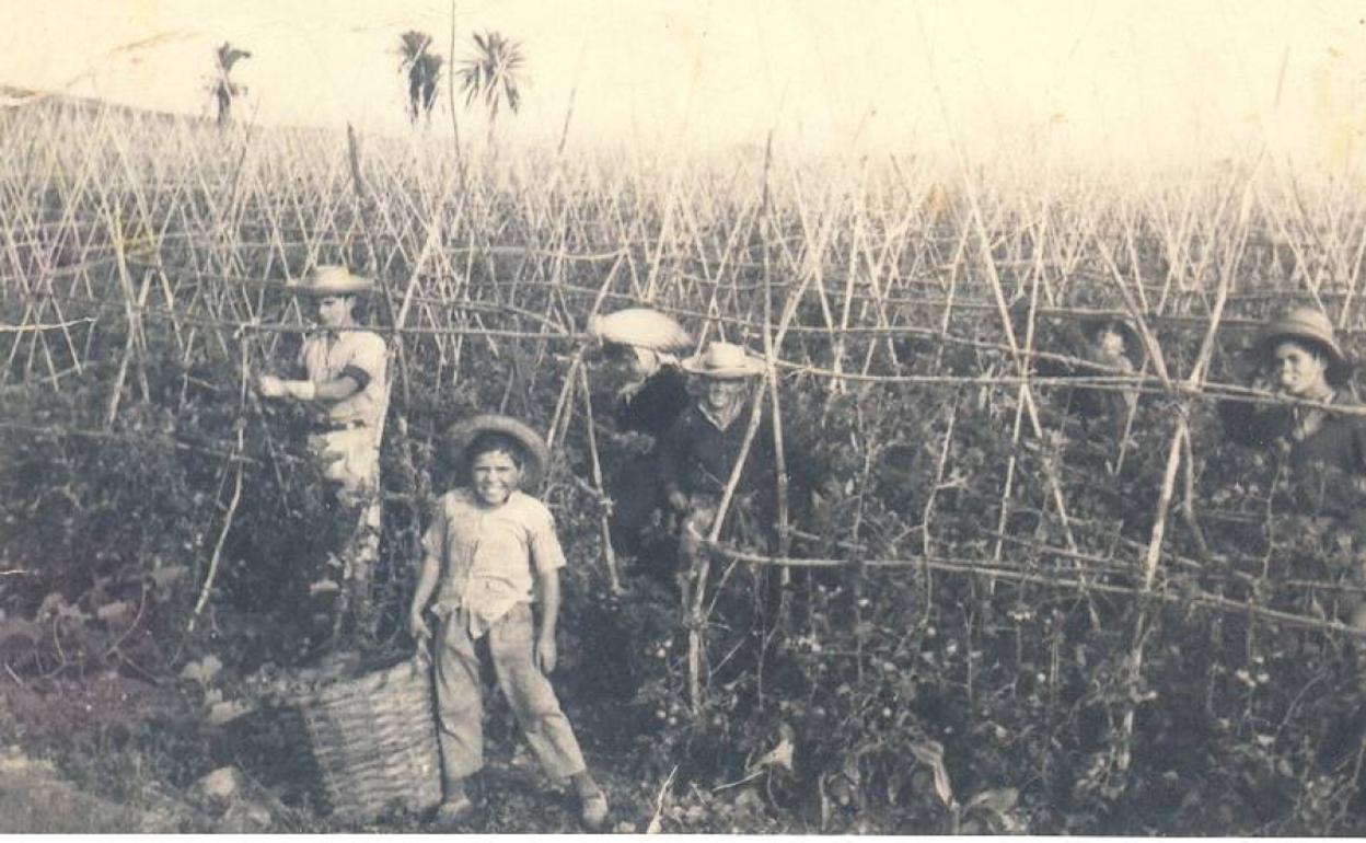 Aparceros de El Rincón de Tenteniguada en Maspalomas en los años 60. 