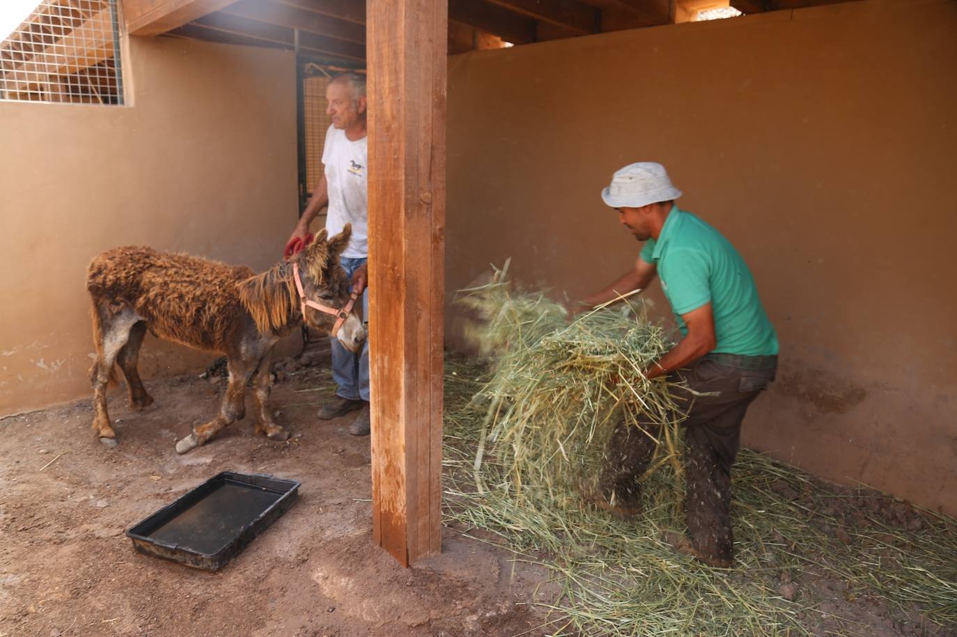 Fotos: Complejo rescate del burro herido en Fuerteventura