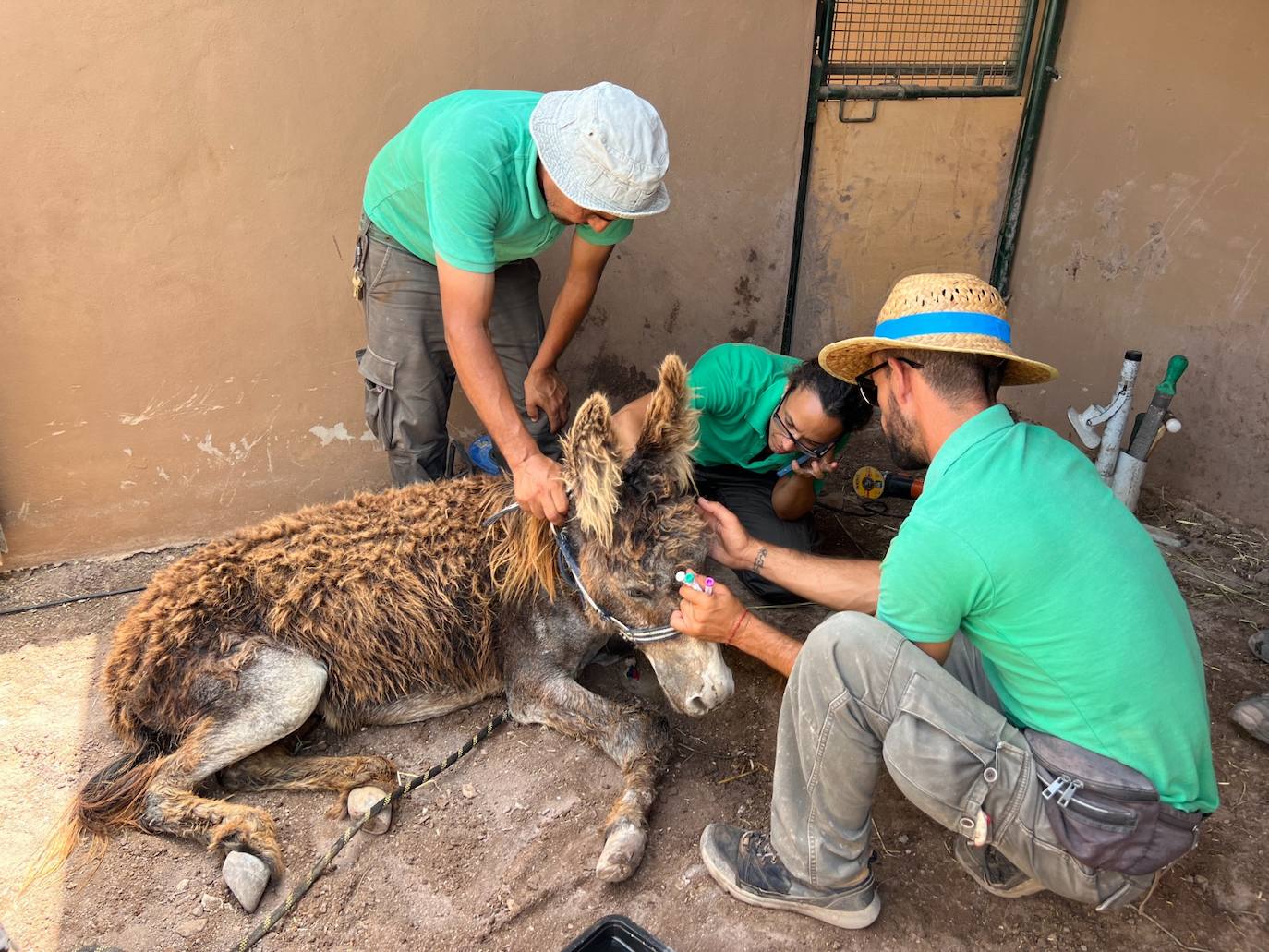 Fotos: Complejo rescate del burro herido en Fuerteventura