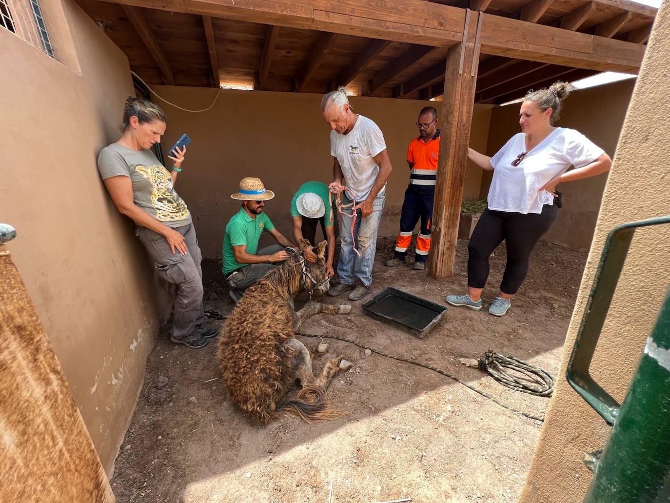 Fotos: Complejo rescate del burro herido en Fuerteventura