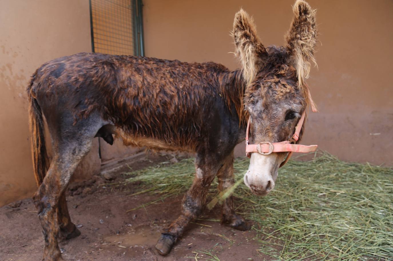 Fotos: Complejo rescate del burro herido en Fuerteventura