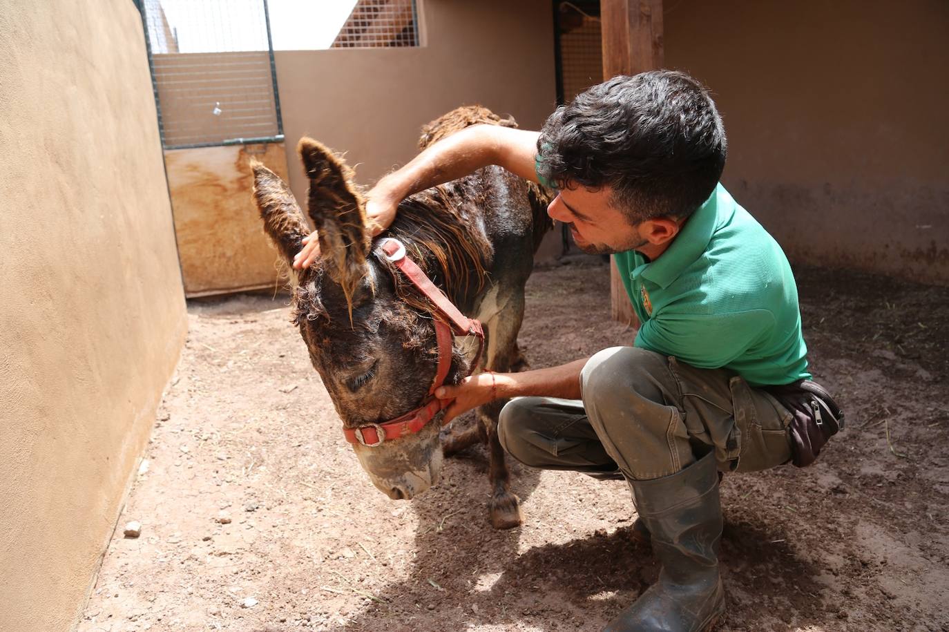 Fotos: Complejo rescate del burro herido en Fuerteventura