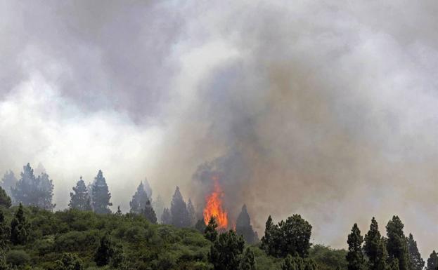 Imagen del incendio forestal en Tenerife. 