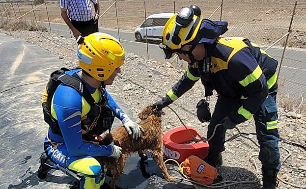 Los Bomberos del Consorcio fueron los encargados de llevar a cabo la operación. 