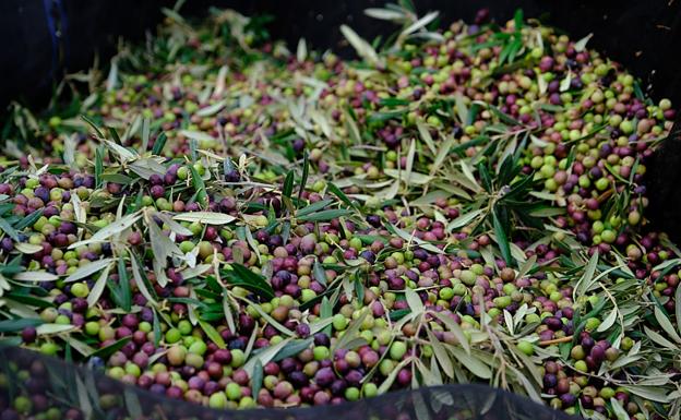 La cosecha de la aceituna está a punto de empezar por las variedades picual y hojiblanca. 