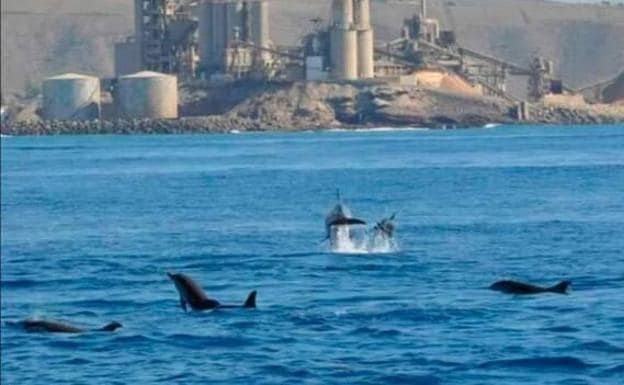 Imagen de archivo de un avistamiento de delfines en el sur de Gran Canaria.. 