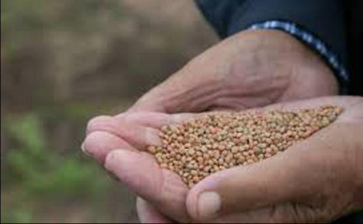 Semillas de la lenteja majorera, más pequeña que otras variedades. 