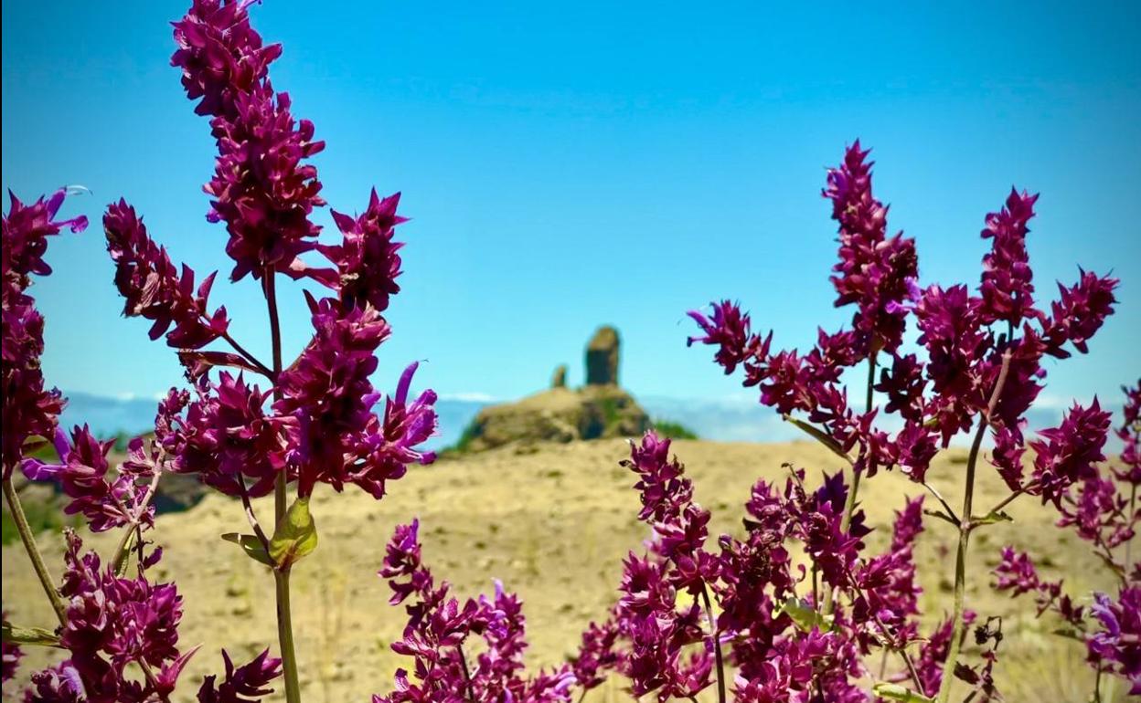 Imagen de la cumbre grancanaria. 