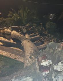 Imagen secundaria 2 - Herido grave tras caerle encima un drago del Parque de las Flores, en Arucas