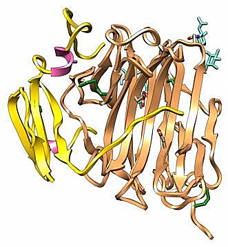 Estructura de la molécula de neprosina. 