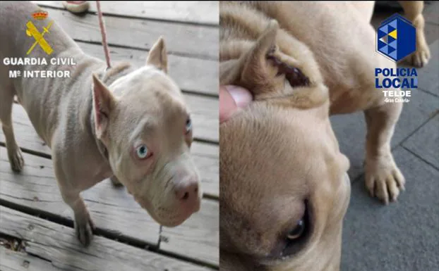 Fotos de dos perros con las orejas mutiladas. 