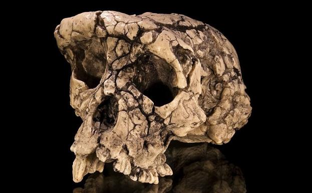 Molde del cráneo de 'Sahelanthropus tchadensis' TM 266-01-060-1, apodado Toumaï,. 