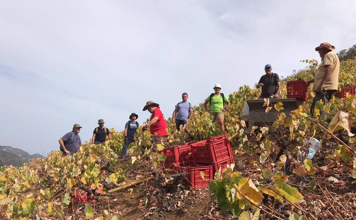 Trabajadores en la vendimia de los viñedos de la Bodega Frontón de Oro durante el verano pasado. 