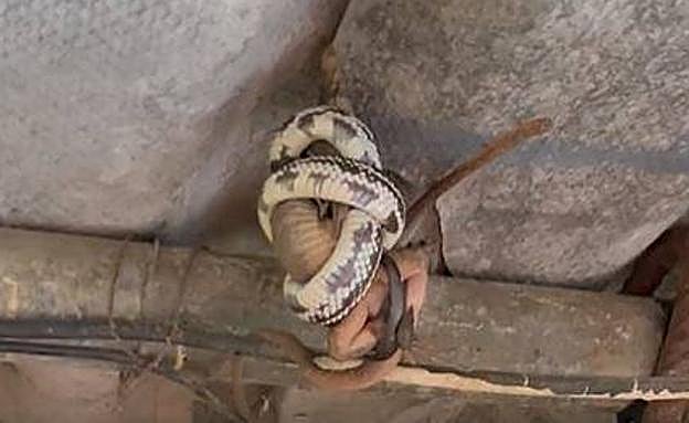 En la imagen y el vídeo se aprecia como un culebra real estrangula a un lagarto gigante. 