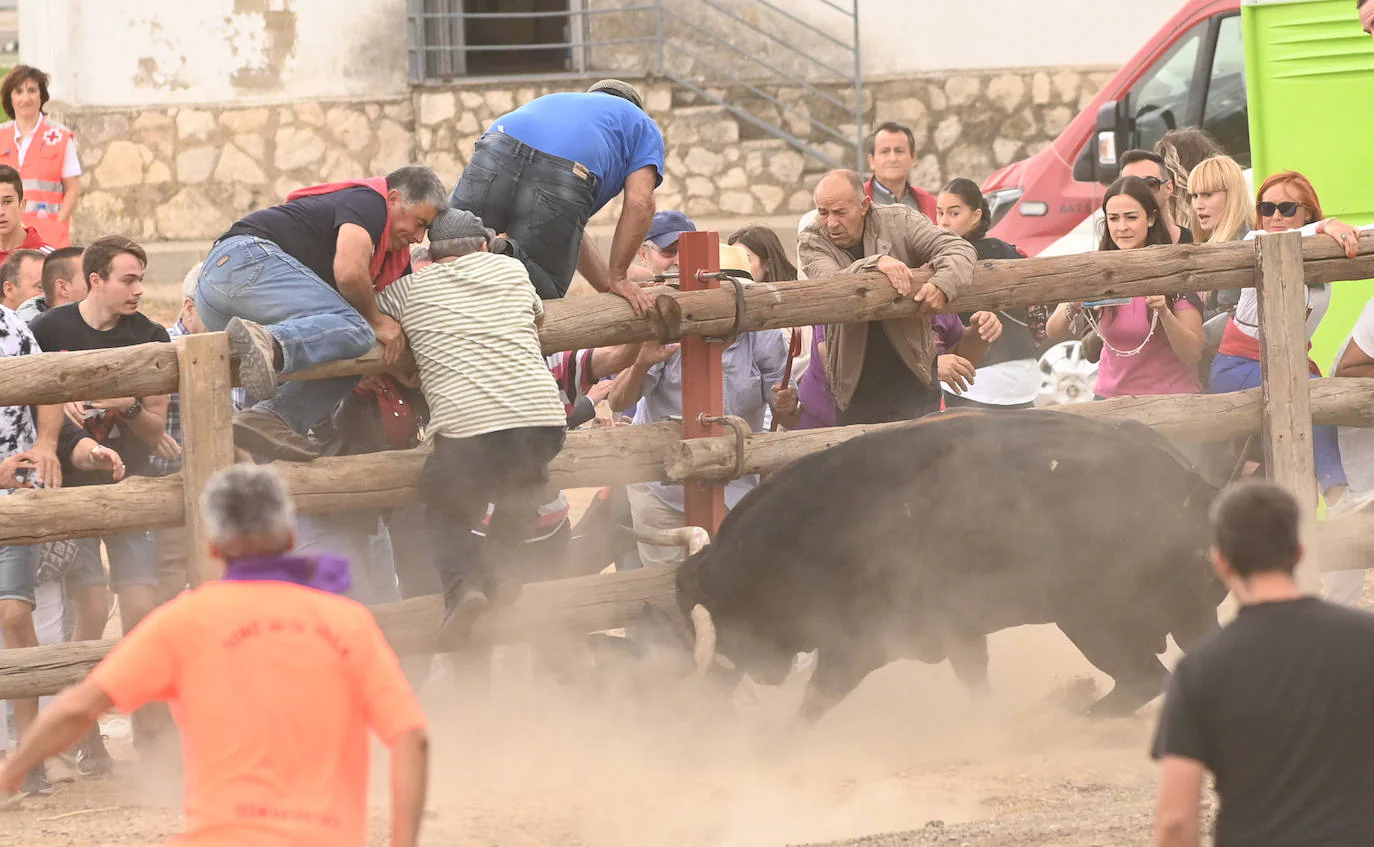 Fotos: El encierro del Toro de la Vega, en imágenes